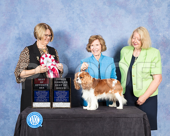 Cavalier King Charles Spaniel #12 Fri S2 BOS OHBOB Judge Cindy Lane-SSR_8829-Hstn2018-HR3