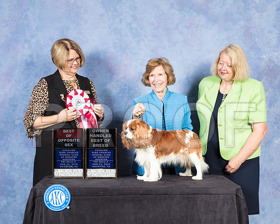 Cavalier King Charles Spaniel #12 Fri S2 BOS OHBOB Judge Cindy Lane-SSR_8830-Hstn2018-HR3