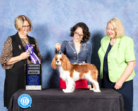 Cavalier King Charles Spaniel #18 Fri S2 RWB Judge Cindy Lane
