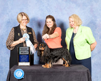 Cavalier King Charles Spaniel #19 Fri S2 Judge Cindy Lane