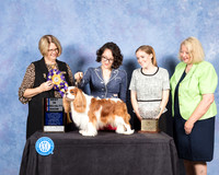 Cavalier King Charles Spaniel #21 Fri S2 BISS Judge Cindy Lane
