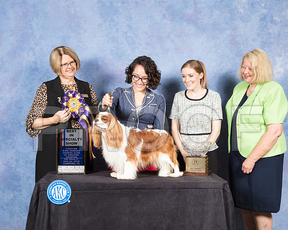 Cavalier King Charles Spaniel #21 Fri S2 BISS Judge Cindy Lane-SSR_8835-Hstn2018-HR3