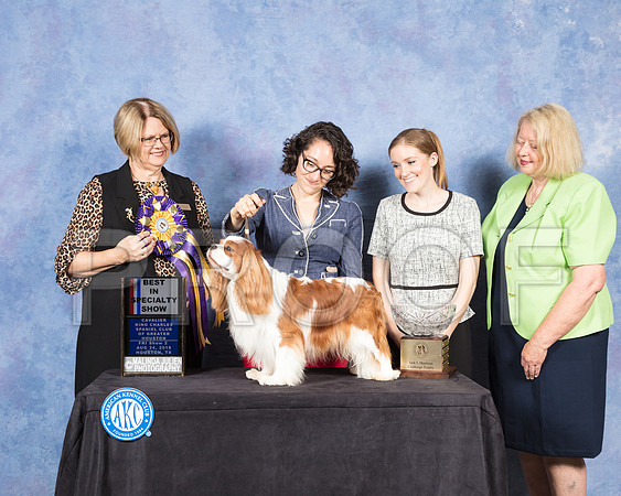 Cavalier King Charles Spaniel #21 Fri S2 BISS Judge Cindy Lane-SSR_8834-Hstn2018-HR3