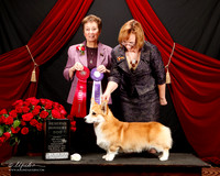 #25 Res Winners Dog Dana Bull Judge Theresa Maddox