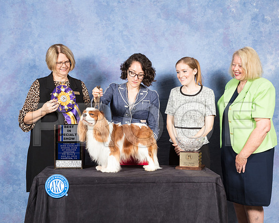 Cavalier King Charles Spaniel #21 Fri S2 BISS Judge Cindy Lane-SSR_8839-Hstn2018-HR3