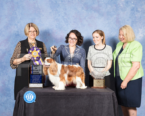 Cavalier King Charles Spaniel #21 Fri S2 BISS Judge Cindy Lane-SSR_8842-Hstn2018-HR3
