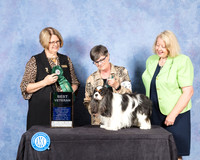 Cavalier King Charles Spaniel #22 Fri S2 BV Judge Cindy Lane