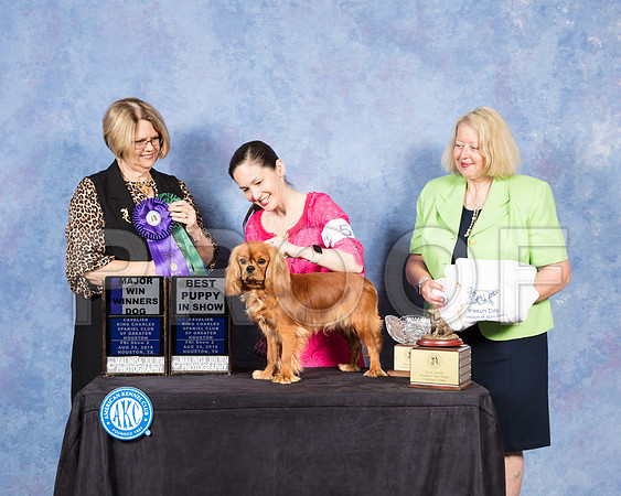 Cavalier King Charles Spaniel #5 Fri S2 WD Maj BstPuppy Judge Cindy Lane-SSR_8848-Hstn2018-HR3