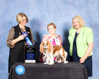 Cavalier King Charles Spaniel #9 Fri S2 AOM Judge Cindy Lane