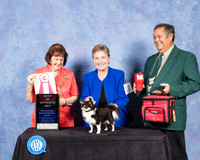 Chihuahua Long Coat #10 Fri S2 BOS to BOV Maj Judge Helen Tomb Taylor