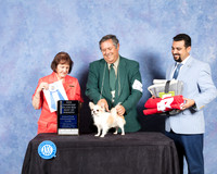 Chihuahua Long Coat #11 Fri S2 BOW Maj NCh Judge Helen Tomb Taylor