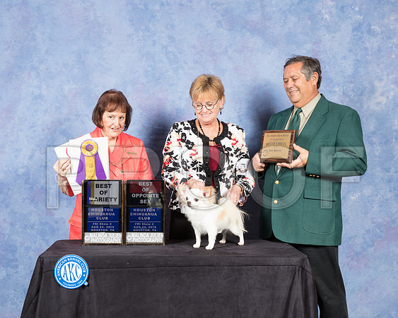 Chihuahua Long Coat #5 Fri S2 Judge Helen Tomb Taylor-SSR_8907-Hstn2018-HR3