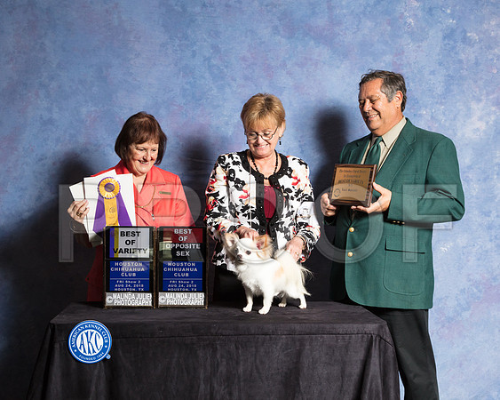 Chihuahua Long Coat #5 Fri S2 Judge Helen Tomb Taylor-SSR_8912-Hstn2018-HR3
