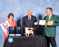 Chihuahua Smooth #14 Fri S2 BISS BV Judge Helen Tomb Taylor