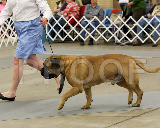 VetDog-9325