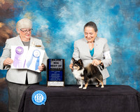 Chihuahua Long Coat #17 Sat BOW Maj Judge Mary Napper