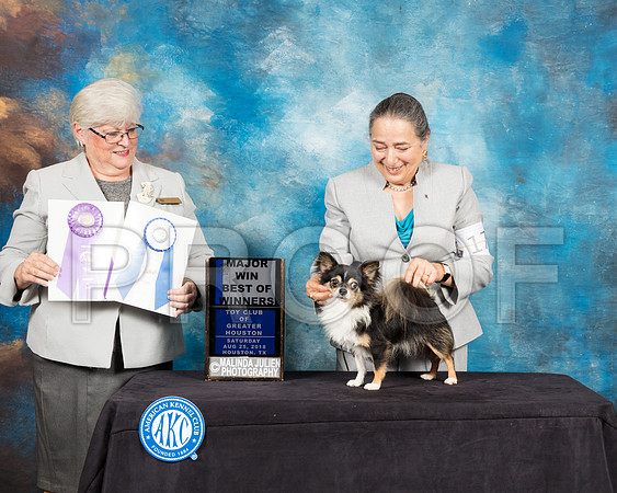 Chihuahua Long Coat #17 Sat BOW Maj Judge Mary Napper-SSR_9009-Hstn2018-HR3