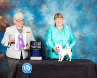 Chihuahua Long Coat #42 Sat WB Judge Mary Napper