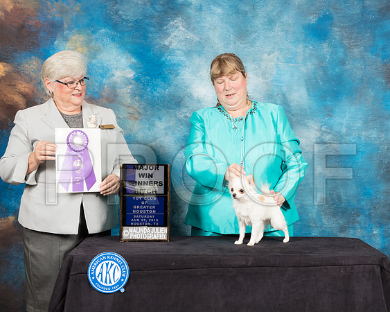 Chihuahua Long Coat #42 Sat WB Judge Mary Napper-SSR_8992-Hstn2018-HR3