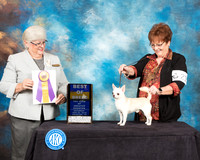 Chihuahua Smooth #21 Sat BOB Judge Mary Napper