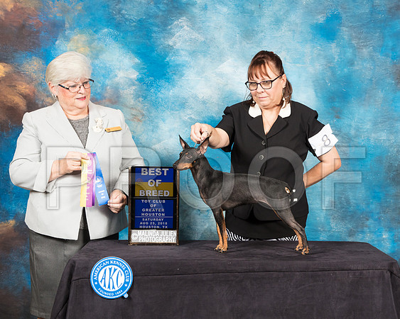 Toy Manchester Terrier #8 Sat BOB Judge Mary Napper-SSR_9014-Hstn2018-HR3