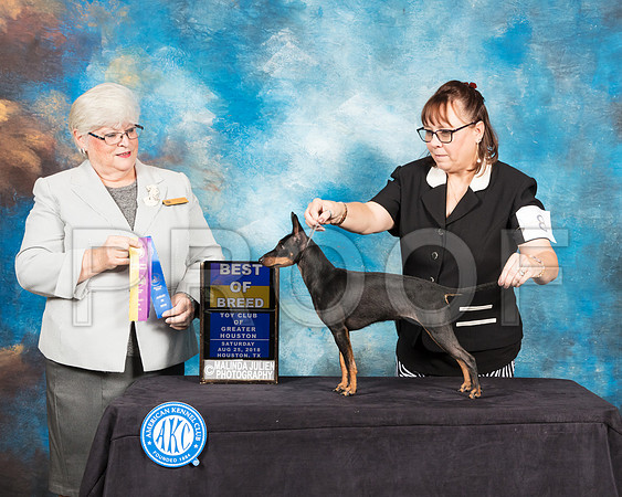 Toy Manchester Terrier #8 Sat BOB Judge Mary Napper-SSR_9015-Hstn2018-HR3