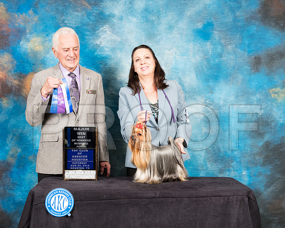 Yorkshire Terrier #20 Sat WB Maj BOW Judge Ted Eubank-SSR_8977-Hstn2018-HR3