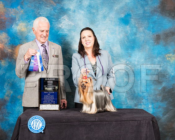 Yorkshire Terrier #20 Sat WB Maj BOW Judge Ted Eubank-SSR_8980-Hstn2018-HR3