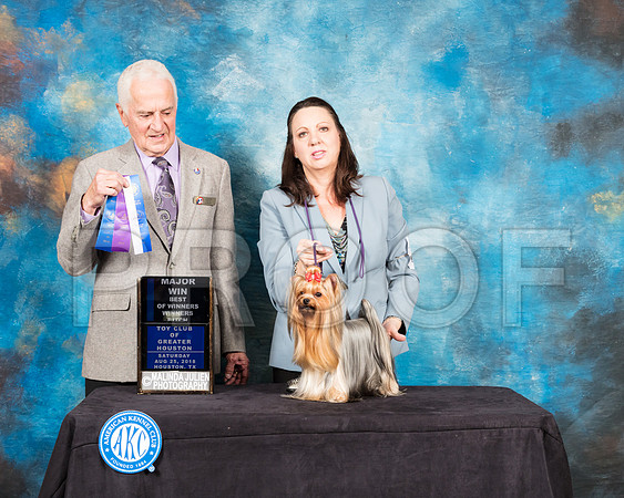 Yorkshire Terrier #20 Sat WB Maj BOW Judge Ted Eubank-SSR_8984-Hstn2018-HR3