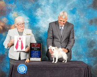 Chihuahua Long Coat #23 Sat BOS Judge Mary Napper