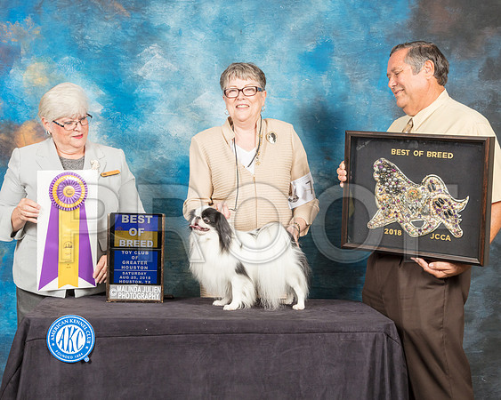 Japanese Chin #8 Sat BOB Judge Mary Napper-SSR_9036-Hstn2018-HR3