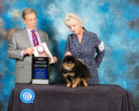 Pomeranian #31 Sat BBEG3 Judge John Ioia