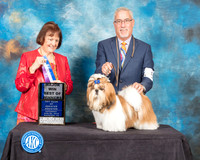 Shih Tzu #5 Sat BOW Maj Judge Helen Tomb Taylor
