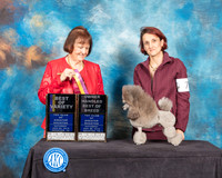 Toy Poodle #7 Sat BOV OHBOB Judge Helen Tomb Taylor