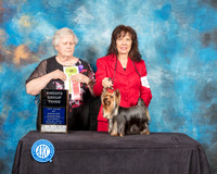 Yorkshire Terrier #12 Sat SweepsG3 Judge Norma Baugh