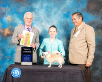 Chihuahua Long Coat #J800 Sat Best Jr Judge Ted Eubank