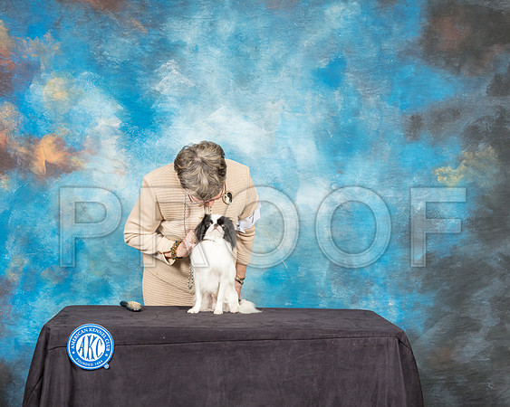 Japanese Chin #7 Sam Janet Lockyer-SSR_9132-Hstn2018-HR3