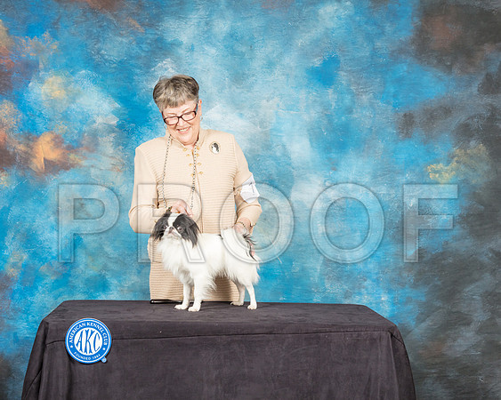 Japanese Chin #7 Sam Janet Lockyer-SSR_9133-Hstn2018-HR3
