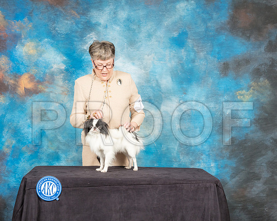 Japanese Chin #7 Sam Janet Lockyer-SSR_9135-Hstn2018-HR3