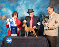 Miniature Pinscher #5 Sat G1 Judge Helen Tomb Taylor