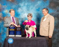 Pug #5 Sat BOB OHBOB Judge John Ioia