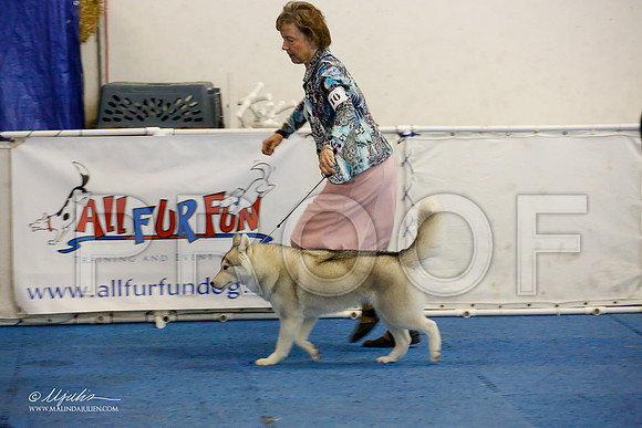 _M3_8923-AddisonHuskyMar2015-HR3