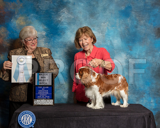 Cavalier King Charles Spaniel #12 Sun SB Maj Judge Mary Napper-SSR_9204-Hstn2018-HR3