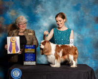 Cavalier King Charles Spaniel #21 Sun BOB Judge Mary Napper