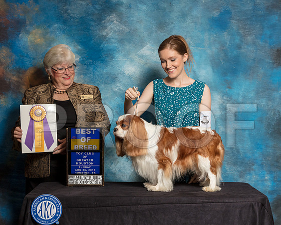 Cavalier King Charles Spaniel #21 Sun BOB Judge Mary Napper-SSR_9222-Hstn2018-HR3