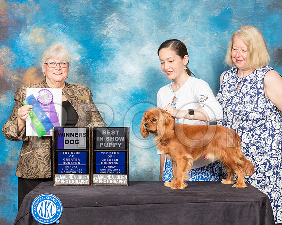 Cavalier King Charles Spaniel #5 Sun WD Best Puppy Judge Mary Napper-SSR_9211-Hstn2018-HR3