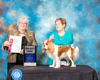 Cavalier King Charles Spaniel #9 Sun SD Judge Mary Napper