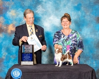 Chihuahua Long Coat #40 Sun SB Maj Judge John Ioia