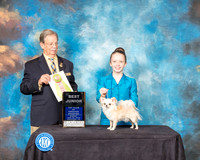 Chihuahua Long Coat #J800 Best Jr Judge John Ioia
