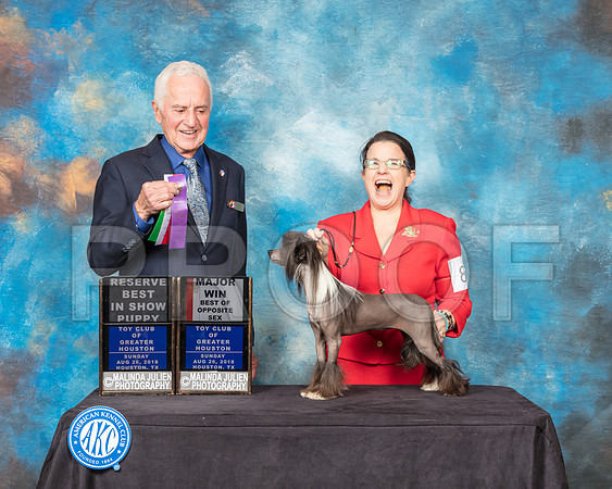 Chinese Crested #8 Sun BOS Maj Judge Ted Eubank-SSR_9289-Hstn2018-HR3